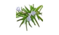 Rosemary