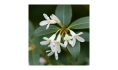 Osmanthus
